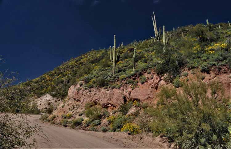 saguaro on hillside